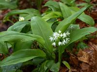 Bärlauchblüte umgeben von Blätterkranz am Bachufer